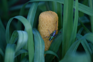 (Bild: sciaredo-tiere)