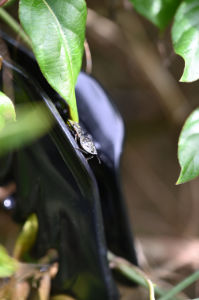 (Bild: sciaredo-tiere)