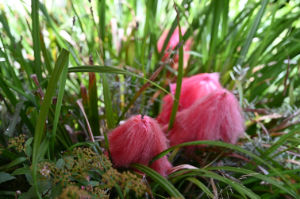 (Bild: plastophyten)